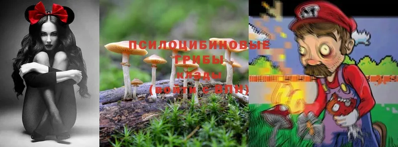 дарнет шоп  Красноуфимск  Псилоцибиновые грибы Magic Shrooms 